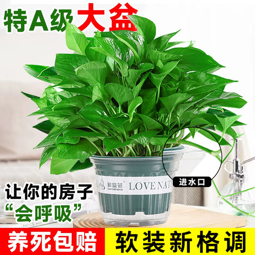 绿鲜阁绿萝盆栽室内绿植