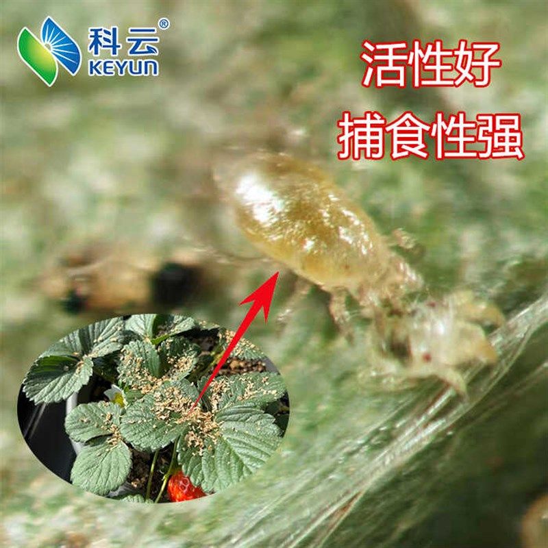 热销科云加州捕食螨红蜘蛛叶螨柑橘草莓月季花卉多肉大棚天敌生物