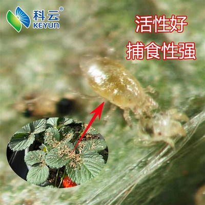 热销科云加州捕食螨红蜘蛛叶螨柑橘草莓月季花卉多肉大棚天敌生物