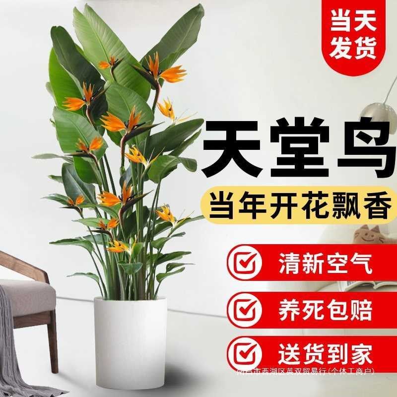 【直播推荐】天堂鸟客厅真绿植室内好养大M型盆栽植物办公室大叶,鲜花速递/花卉仿真/绿植园艺,造型盆景,淘宝优惠券,粉丝福利购,淘宝优惠卷