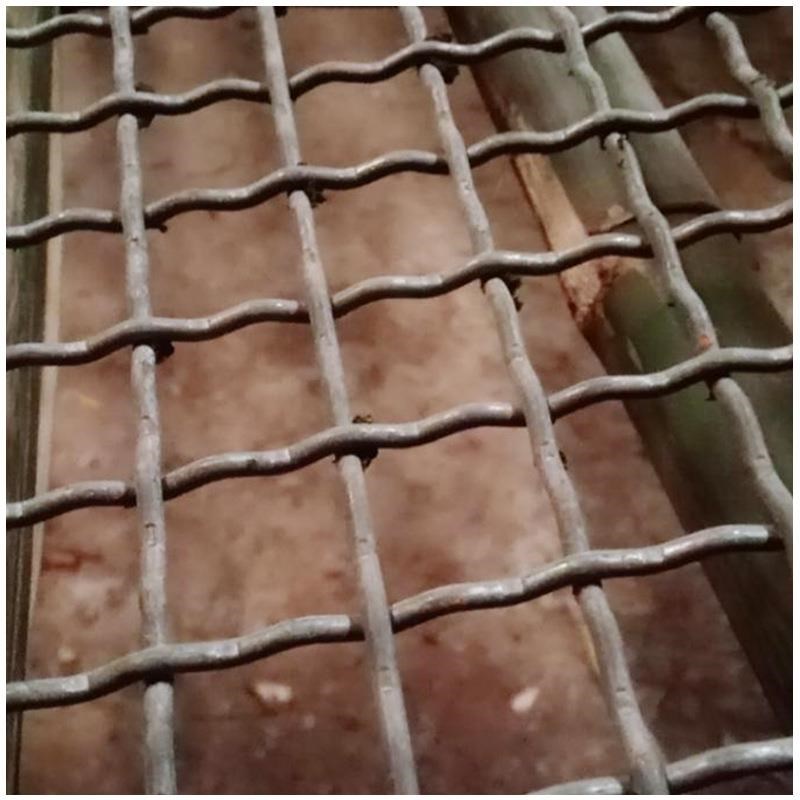 漏粪板母猪保育床网家畜漏u粪铁丝网农场养殖养花育苗床网漏粪板