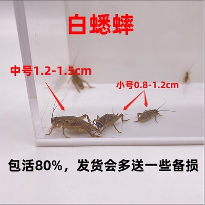 现货速发针头蟋蟀白蛐蛐守宫鬃狮蟋蟀树蛙角蛙姥爷蛙爬宠螳螂饲料