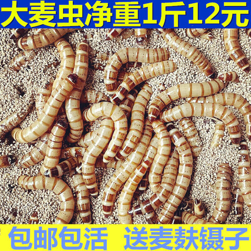 大麦虫活虫鲜活面包虫大号黄粉虫金龙鱼鱼食八哥画眉鸟食活体虫子