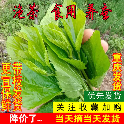 重庆发货四川新鲜桑叶嫩食用代用茶学生喂蚕小宝宝饲料500g现摘叶