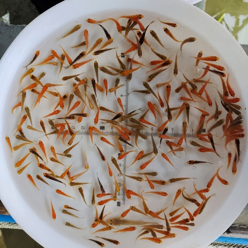 日本进口高端纯种红白昭和三色黄金小锦鲤鱼苗水花冷水招财淡水鱼