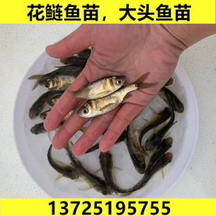 淡水花鲢鱼苗大头鱼胖头鱼雄鱼半斤鲢鳙鱼四大家鱼活体养殖鱼食用
