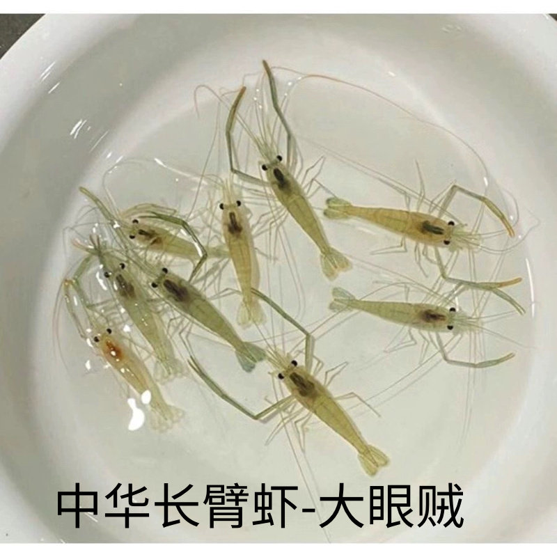 淡水冷水除藻中华长臂虾大眼贼观赏虾活体花腰虾会打架有攻击性