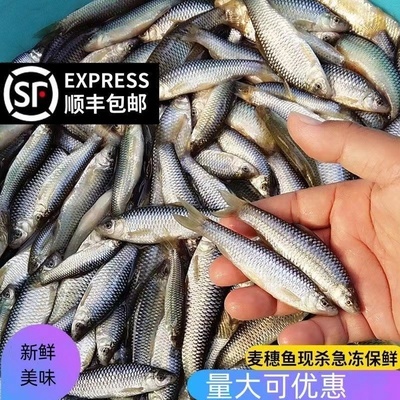 麦穗鱼新鲜冷冻柳条鱼鱼食生态罗汉鱼杂鱼蚊鱼淡水鱼汤油炸小河鱼