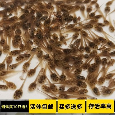 小蝌蚪活物青蛙蝌蚪苗儿童小型宠物活宠物小孩观察宠物好养青蛙苗