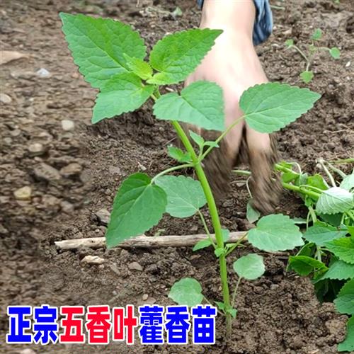 河南五香叶藿香苗老桩可食用植物盆栽蔬菜苗草种植鱼香霍香大茴香