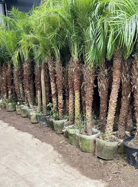 网红美丽针葵g植物客厅绿植室外庭院办公室大型盆景针叶棕榈热带