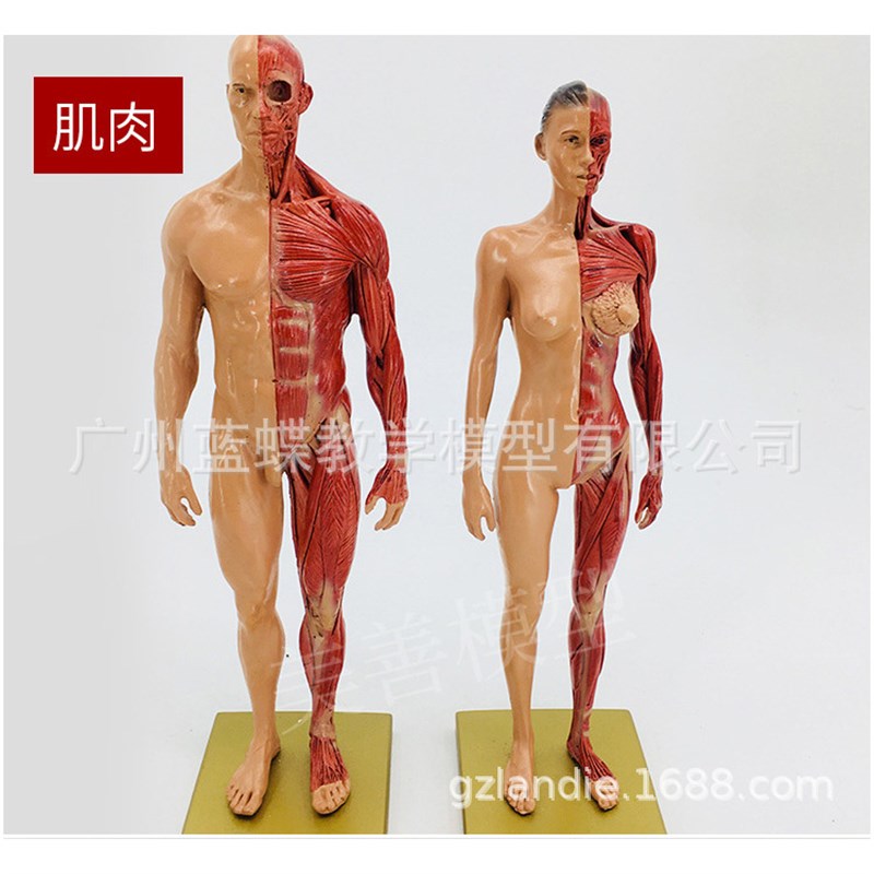 30cm艺用树脂 肌肉骨骼解剖x人体模型结构美术模型 CG绘画雕塑教