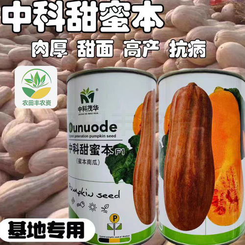 中科茂华蜜本南瓜种子高产中晚熟