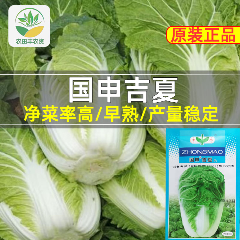 国申吉夏白菜种子结球紧实早熟