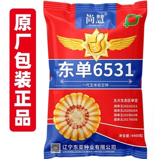 高产特大棒国审玉米种子东单6531矮杆紫杆南北方抗旱耐涝苞米种