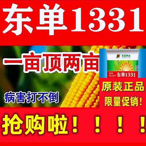 东单1331玉米种子抗旱抗病