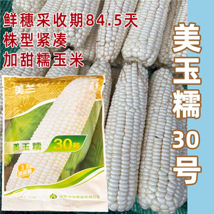 美玉糯30号甜糯白玉米种籽高产矮杆大棒国审加甜粘糯苞谷子春夏播