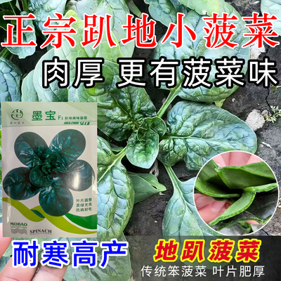 正宗趴地菠菜种子叶肉厚红根短柄耐寒秋冬播越冬菠菜种子秋播蔬菜