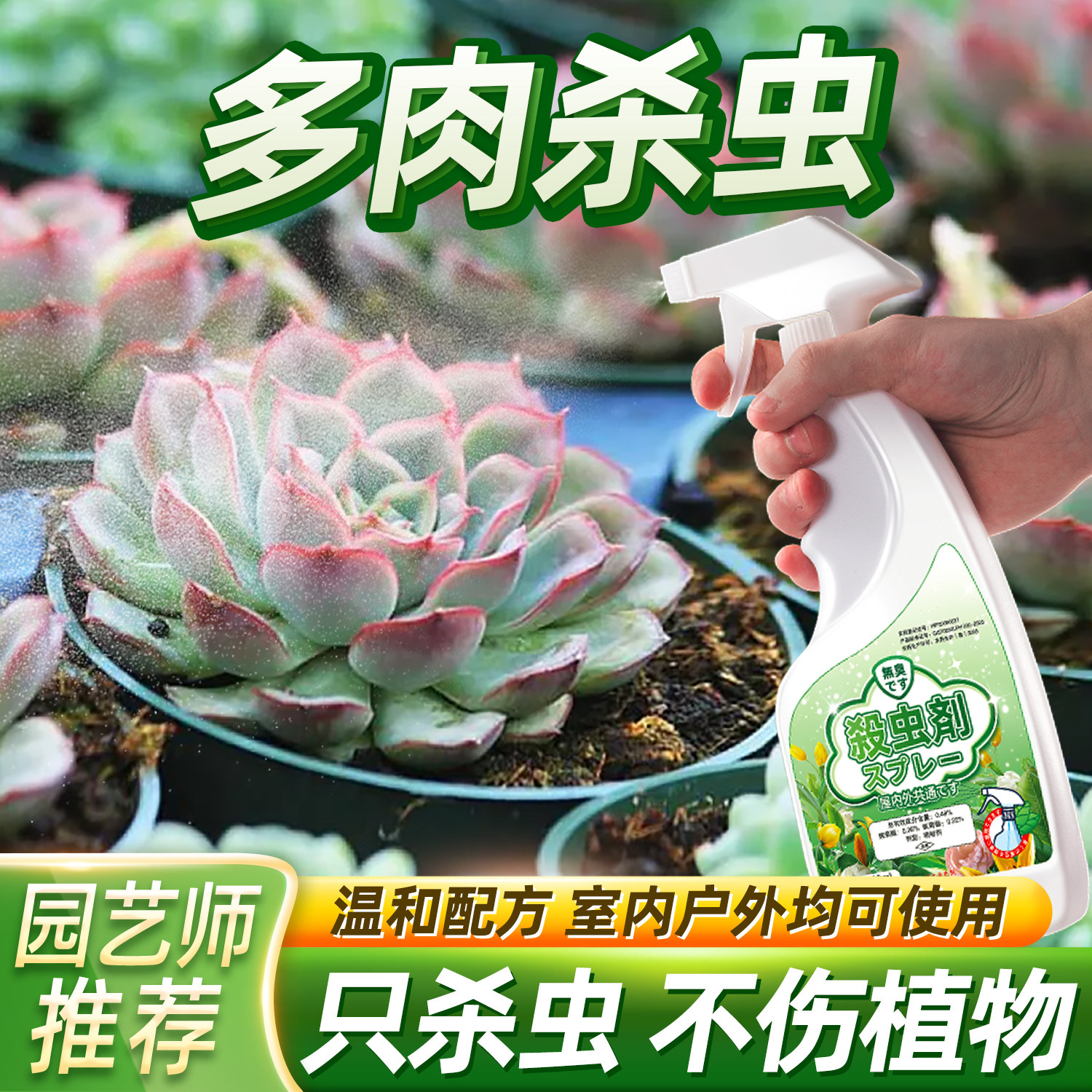 多肉小白虫肉虫用药多灭虫小黑飞疥虫去虫药肉长虫杀有虫害打虫药
