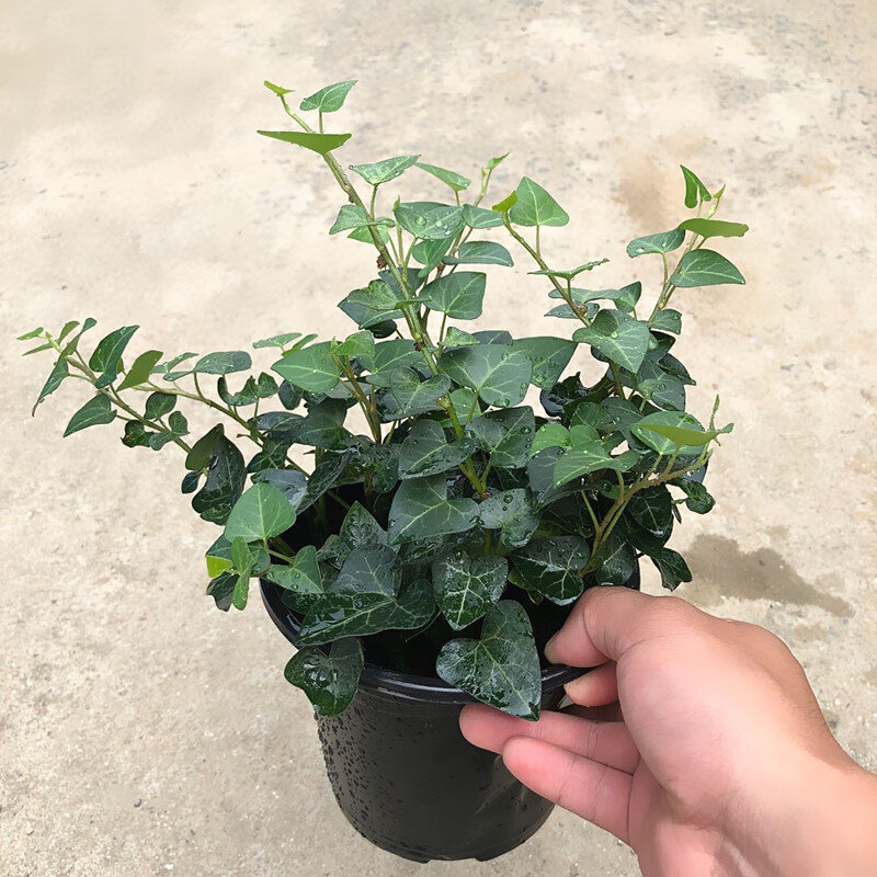 爱心常春藤盆栽好养植物室内垂吊吸甲醛水培爬藤挂常青藤绿植包邮
