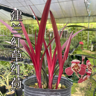 名贵兰花苗建兰红草红荷夏带花苞出售浓香好养室内客厅茶室花卉
