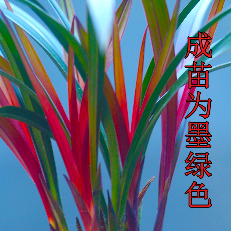 夏寒兰红草浓香好养室内盆栽