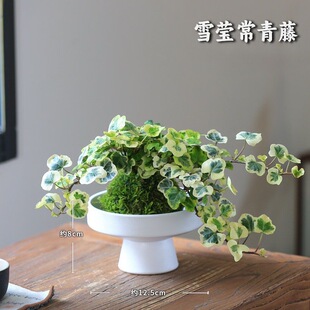 水培植物常青藤盆栽爬藤室内苔藓球绿植