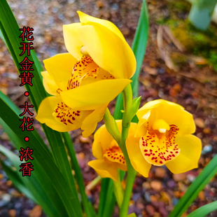 金凤凰金凤凰兰花苗浓香型室内客厅办公室桌面四季好养花卉植物