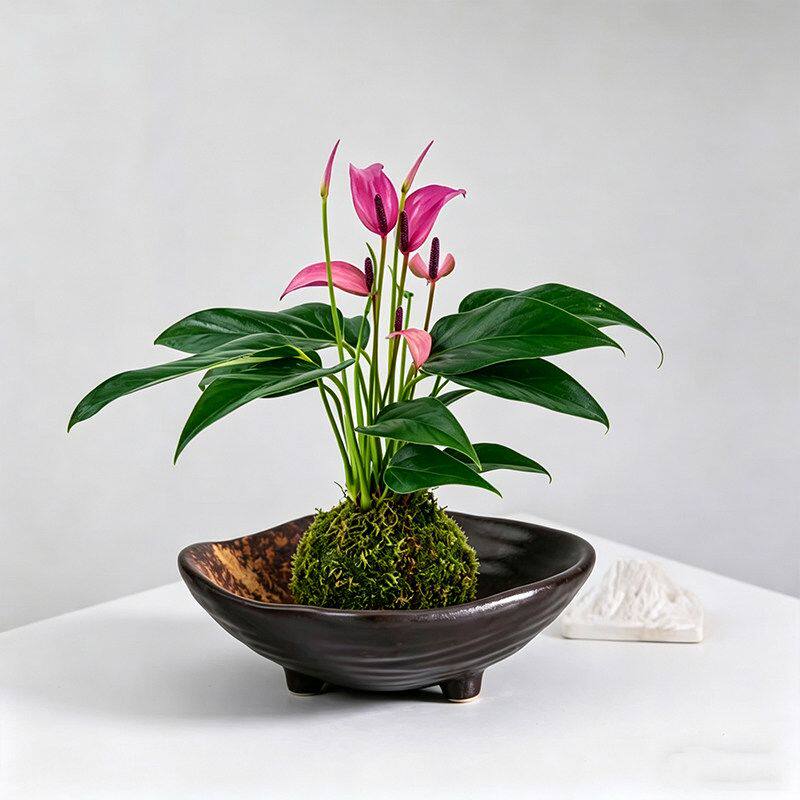 室内桌面禅意无孔陶瓷苔藓球蕨类绿植水培创意专用花盆托盘