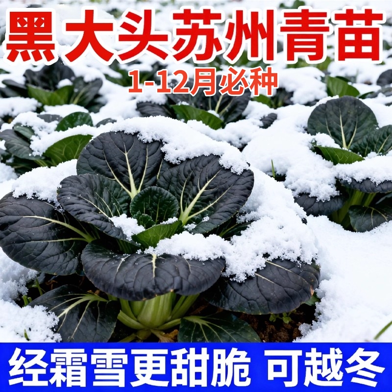 苏州青菜秧苗适合冬天种的蔬菜苗大全高帮绿叶菜带土阳台盆栽