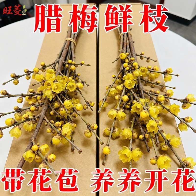 腊梅花鲜花水培鲜切花干枝蜡梅真花年宵花卉水养植物花束客厅鲜花