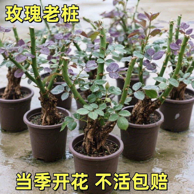 云南基地直发玫瑰老桩开花树苗月季花苗特大花卉四季老根盆栽室内