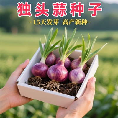 独头蒜种子紫皮农家菜种子秋冬季种植蔬菜盆栽圆葱头健康蔬菜种子