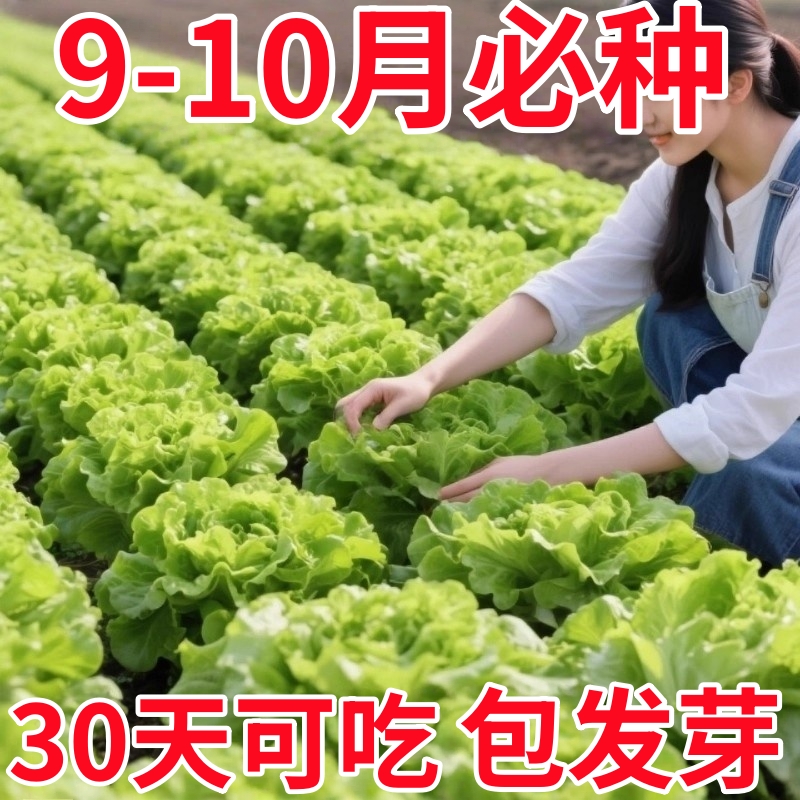 四季奶油生菜种子可生吃阳台盆栽夏季耐热蔬菜种籽农家玻璃生菜种
