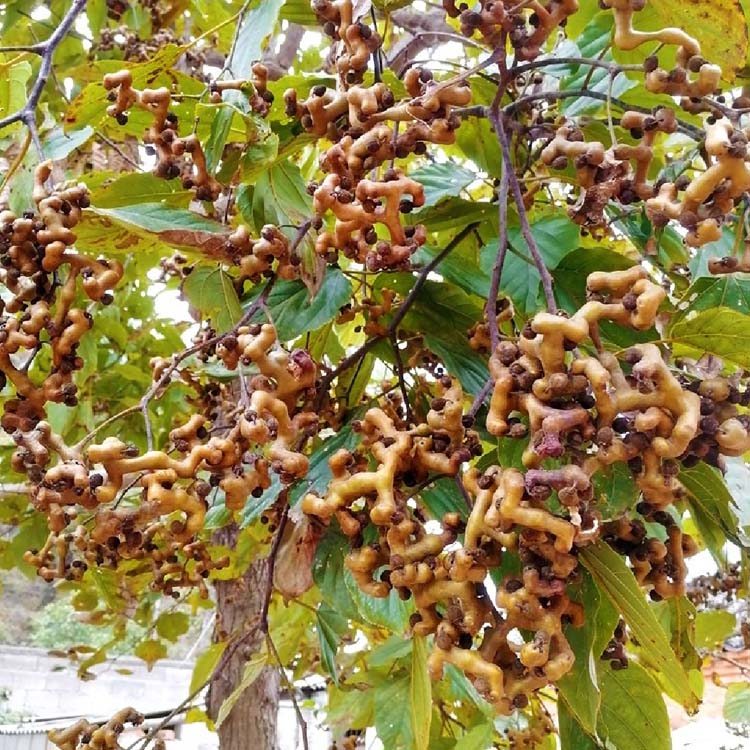 拐枣树苗万寿果鸡爪连金钩梨果树苗南方北方盆栽地栽种植当年结果