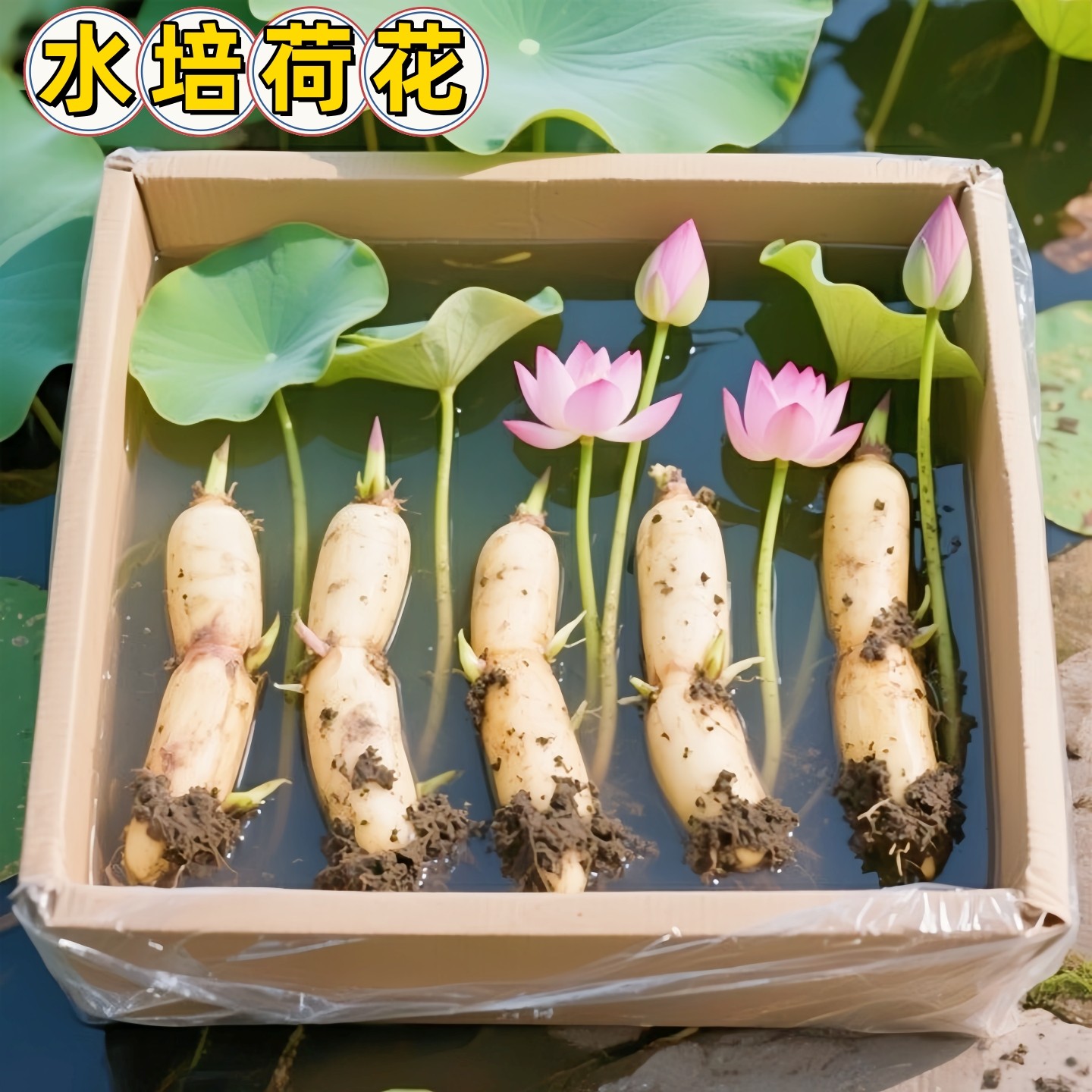 荷花盆栽莲花藕苗四季观赏荷花藕种水培植物池塘花卉睡莲莲藕苗种
