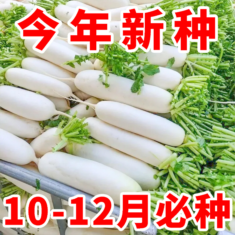天山雪莲萝卜种子白萝卜种孑夏季耐高温抗热早熟高产水果萝卜种籽