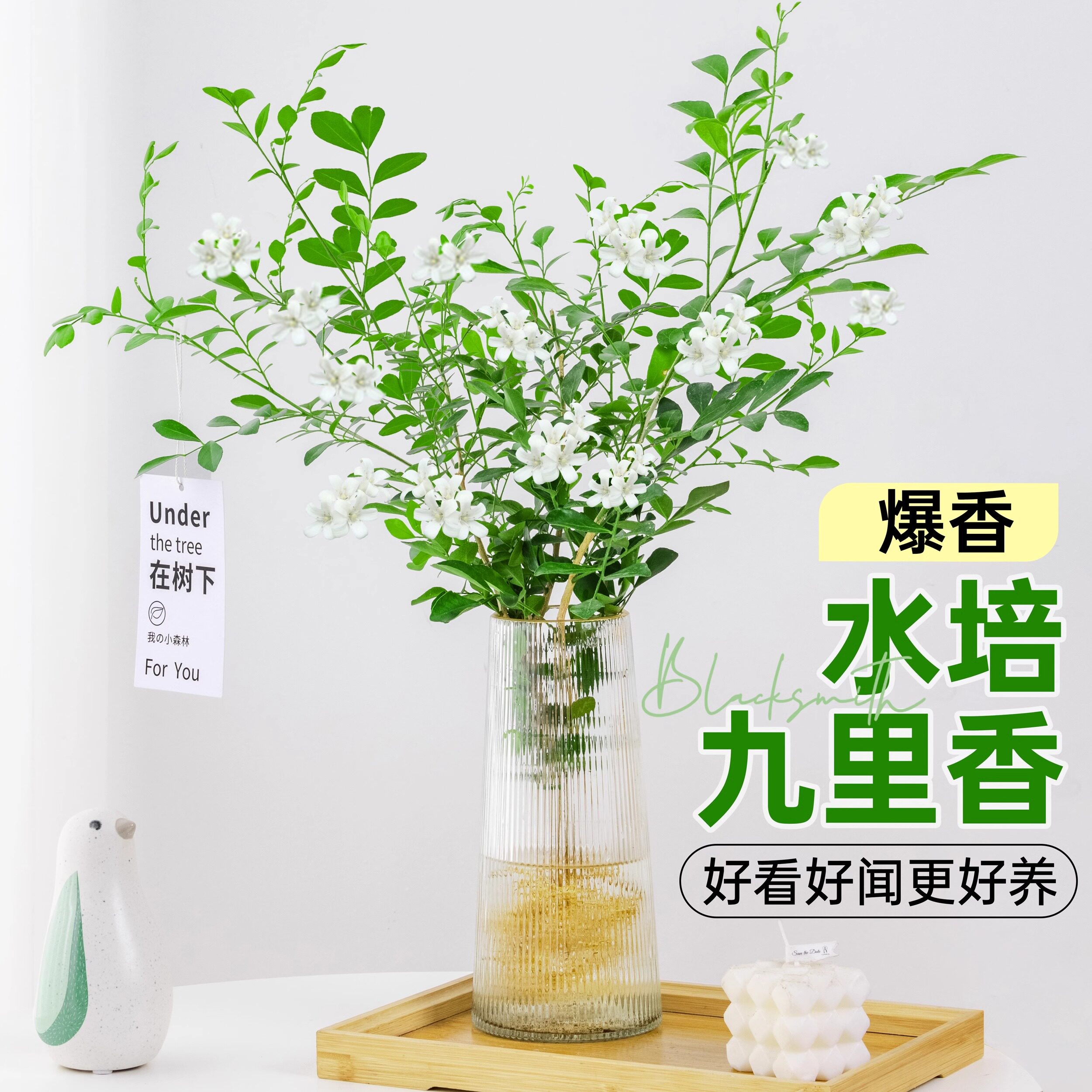 九里香水培植物盆栽室内客厅驱蚊植物桌面懒人好养活水养鲜花绿植