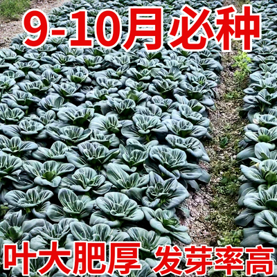 苏州青种子黑叶矮脚黑大头抗寒肉厚抗病青梗菜小青菜种籽四季种植