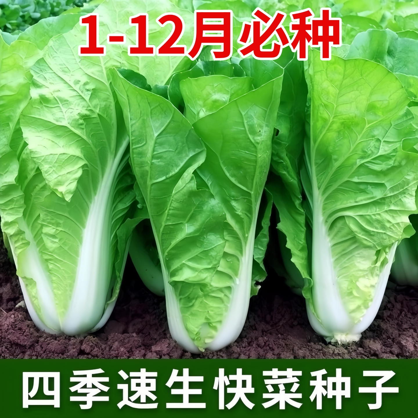 快菜种子20天四季速生耐热耐湿蔬菜种子大小白菜苗菜种子杂交种子