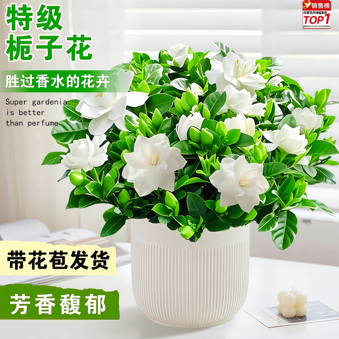 栀子花盆栽带花苞树苗室内客厅阳台好养多季开花植物浓香花卉绿植