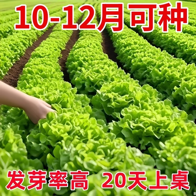 意大利生菜种子大全四季生菜种籽孑农家春夏秋冬季菜籽耐热小青菜