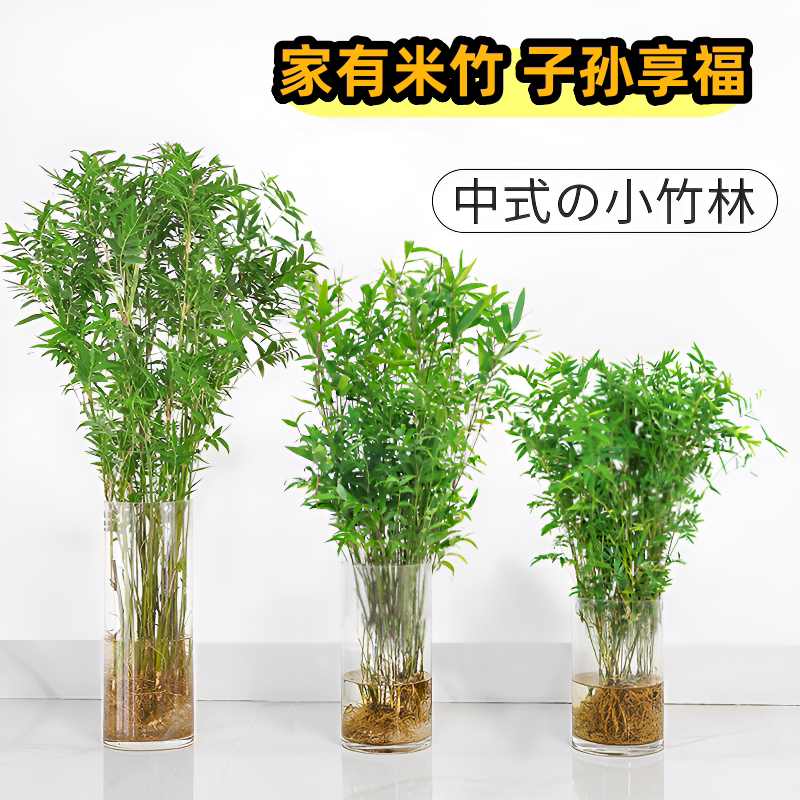 水培植物米竹盆栽室内带根水养小叶凤尾竹鱼缸用绿植矮化禅意盆景