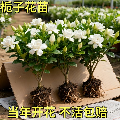 栀子花盆栽四季带花苞树苗浓香型特大号水培室内开花重瓣花卉绿植