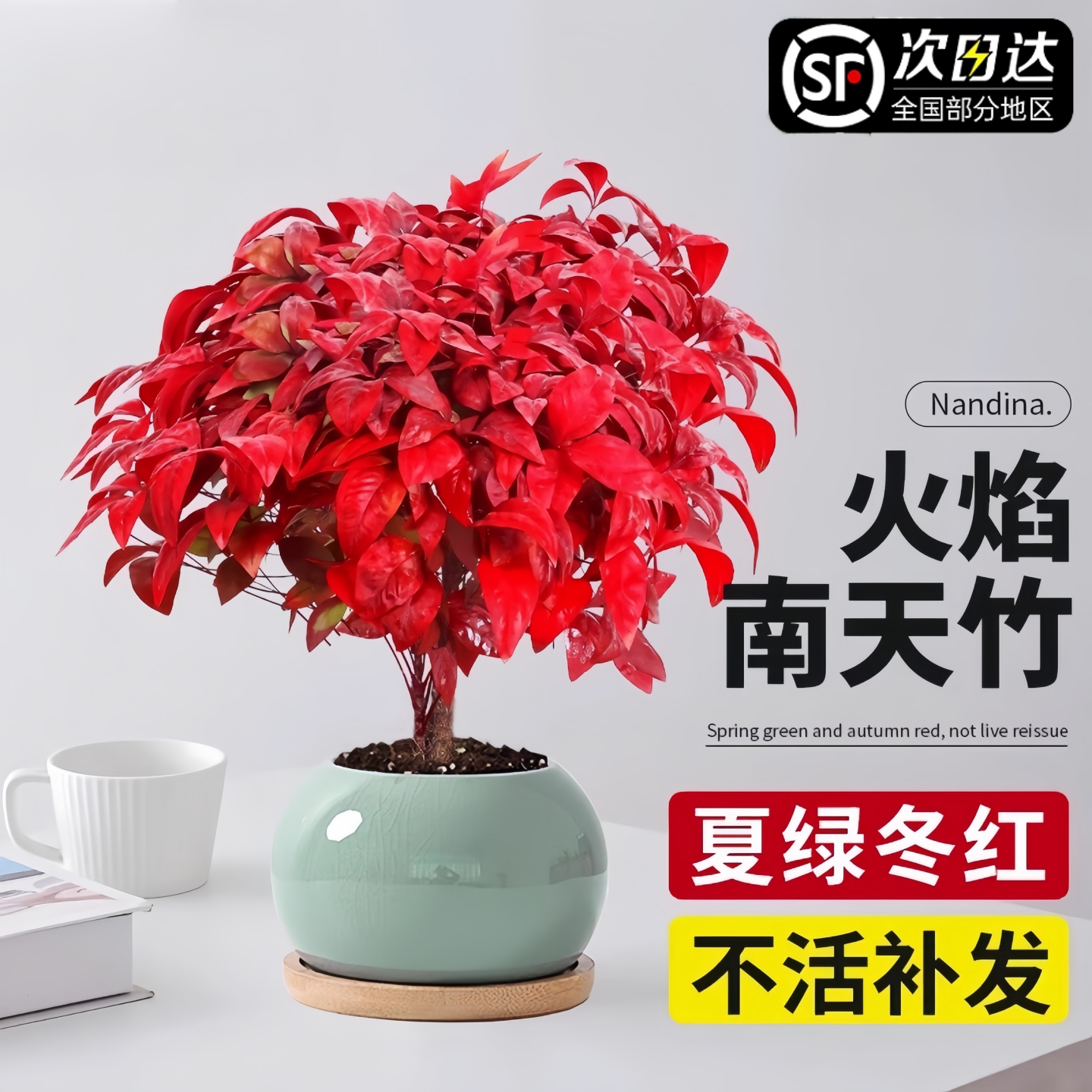 火焰南天竹盆栽红叶小盆景耐寒植物室内桌面好养观叶花卉四季绿植