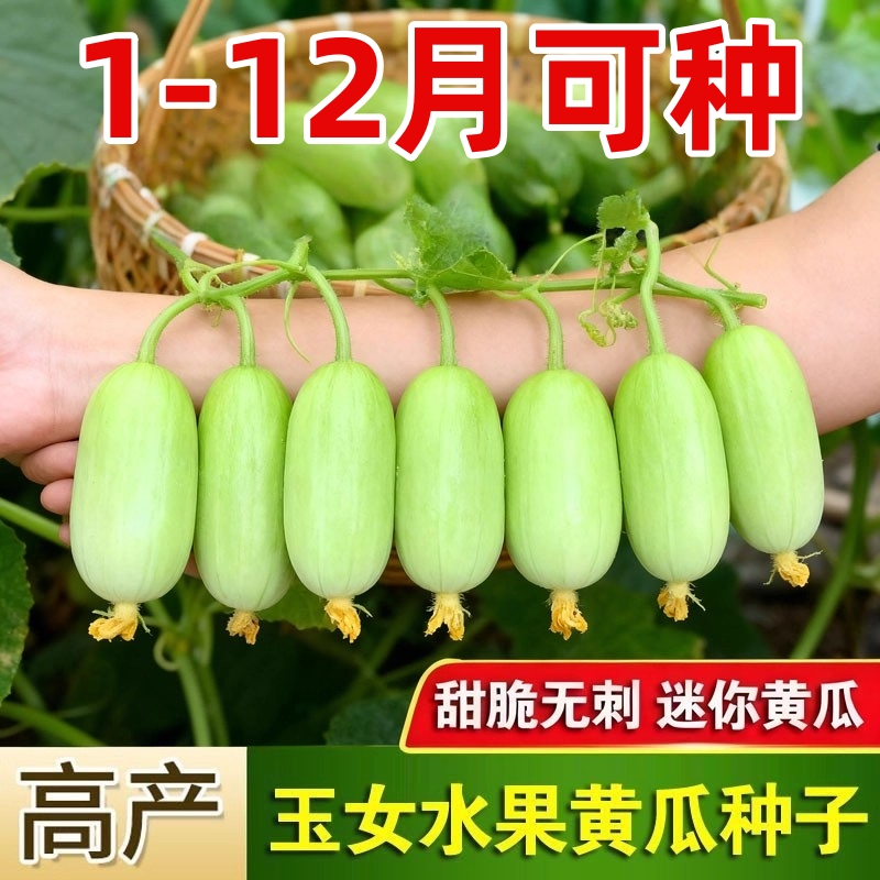 玉女水果黄瓜种子迷你小黄瓜籽生吃脆甜无渣春秋种植阳台盆栽种子
