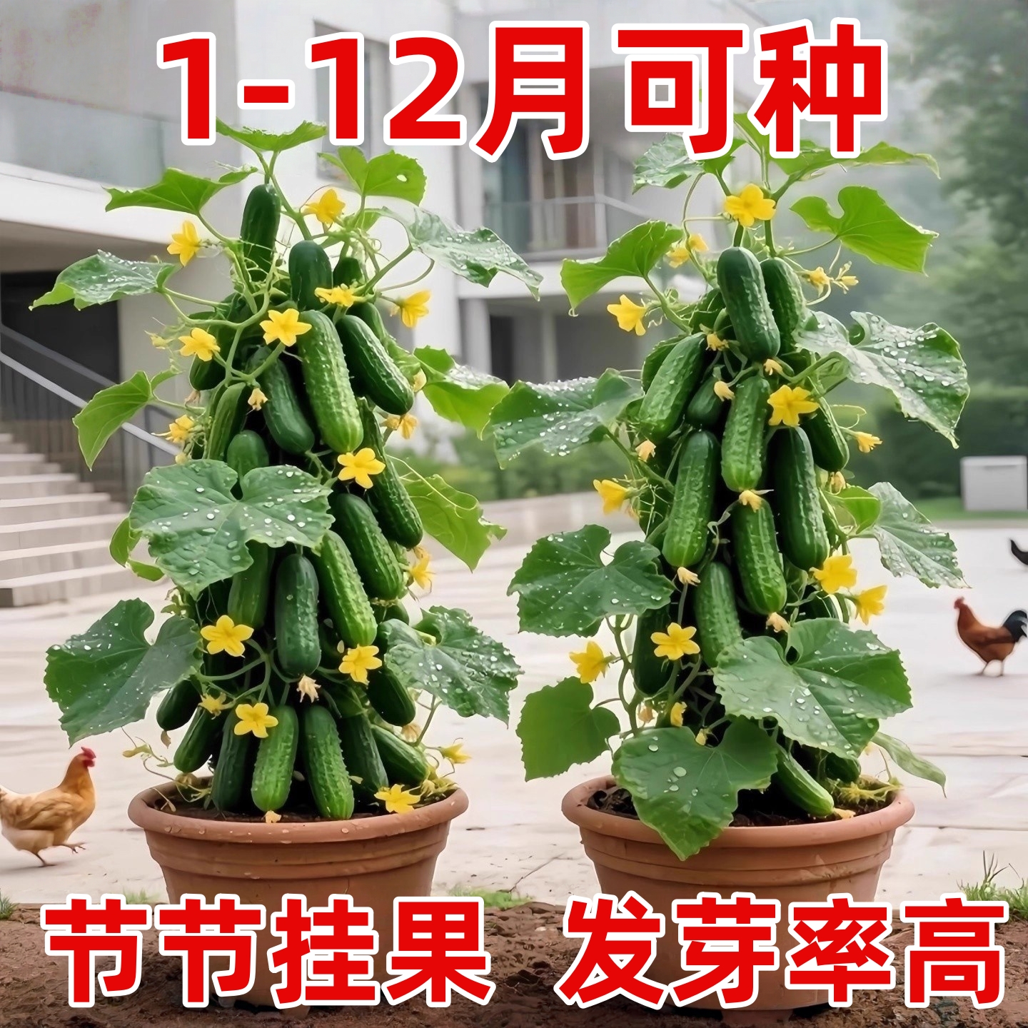 唐山秋瓜种子秋黄瓜水果黄瓜阳台小院春季秋季易播种蔬菜种子厂家