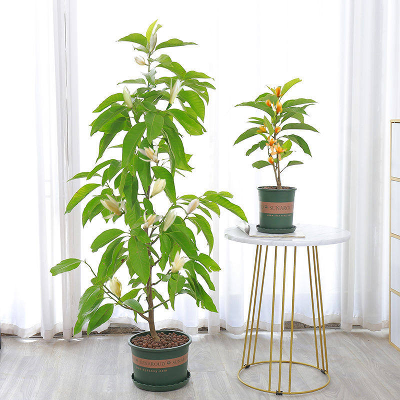 白兰花玉兰树苗花卉黄角兰植物阳台室内绿植易活带花苞四季开盆栽
