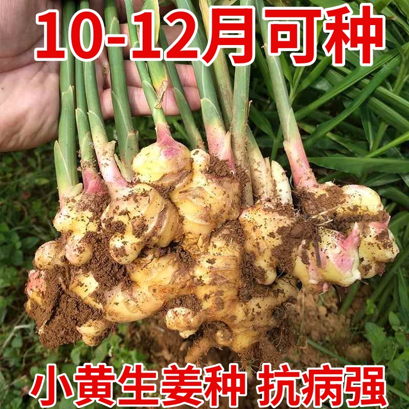 正宗云南小黄生姜种子种植苗带芽山东老姜阳台蔬菜种苗秧洋姜盆栽