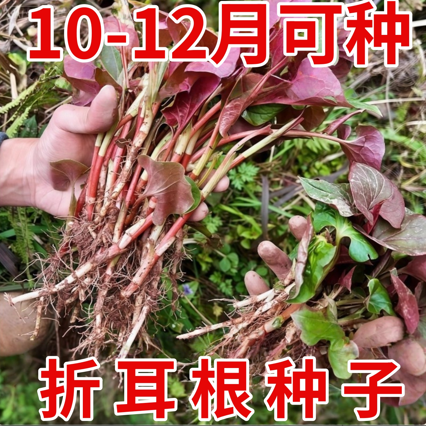 鱼腥草种子 种籽折耳根种根种苗新鲜盆栽四季贵州云南四川包邮